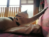 さぁや