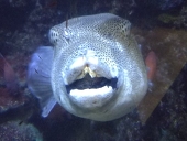 まやでん