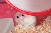 こげめ