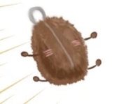 せんざいたわし