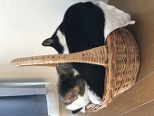 あぐすけ