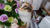 nagahiro