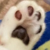 ゆらか