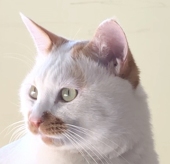 加蛋