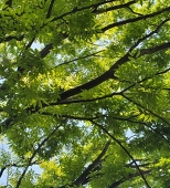 紡木