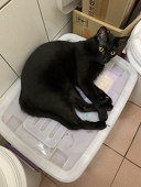 黑喵