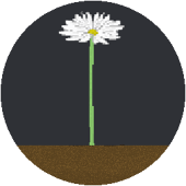 Gerbera