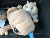 さー