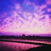 蒼石白桜