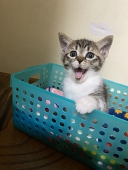 如月