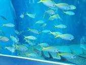 三月魚