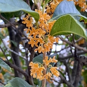 樟理