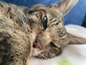 引きちぎれ耳