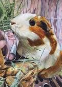 クッピー ペット画