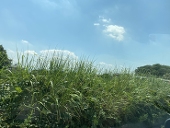 もん