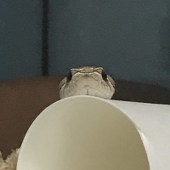 ヲル