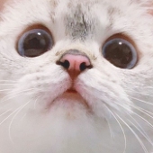 ホワイト