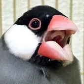 たちばなきょう子