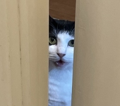 もちゆき