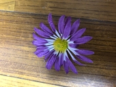 あや