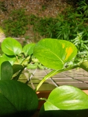 YuLuo