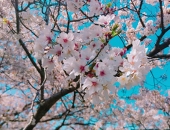 珀杏