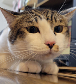 桃猫