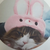 猫餅。