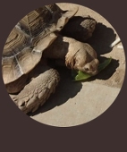 にーこ