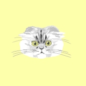 もちゃん