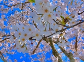 かそ