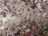 natu
