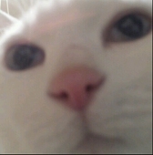 かのか