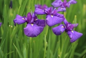 川辺野あやめ