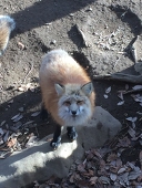 すなこ