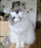 Lily