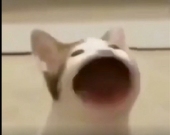 平平無奇的瀾