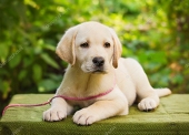 anglodog