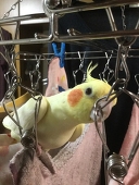 sasa