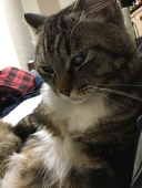 へまむし