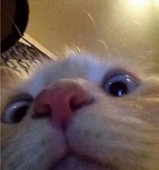Oveeyeal