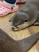 のがり