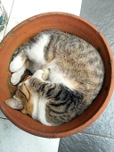 ねこ