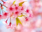 小桜