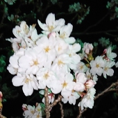 金木犀