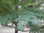かえで