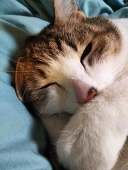 みゃんち