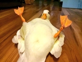 もやﾁﾞ