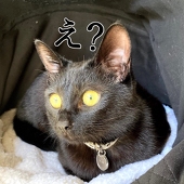 うさ