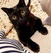 猫汰